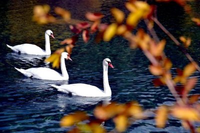 ​中国人的三种报怨方式