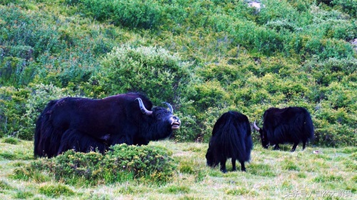 中国珍稀动物——野牦牛