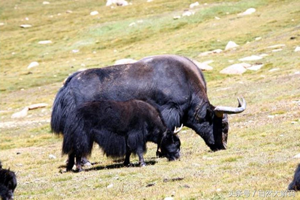 中国珍稀动物——野牦牛