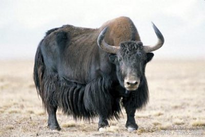 ​中国珍稀动物——野牦牛
