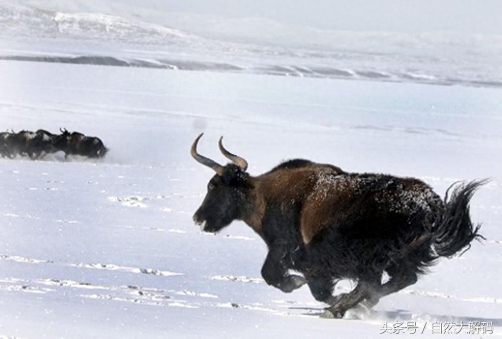 中国珍稀动物——野牦牛