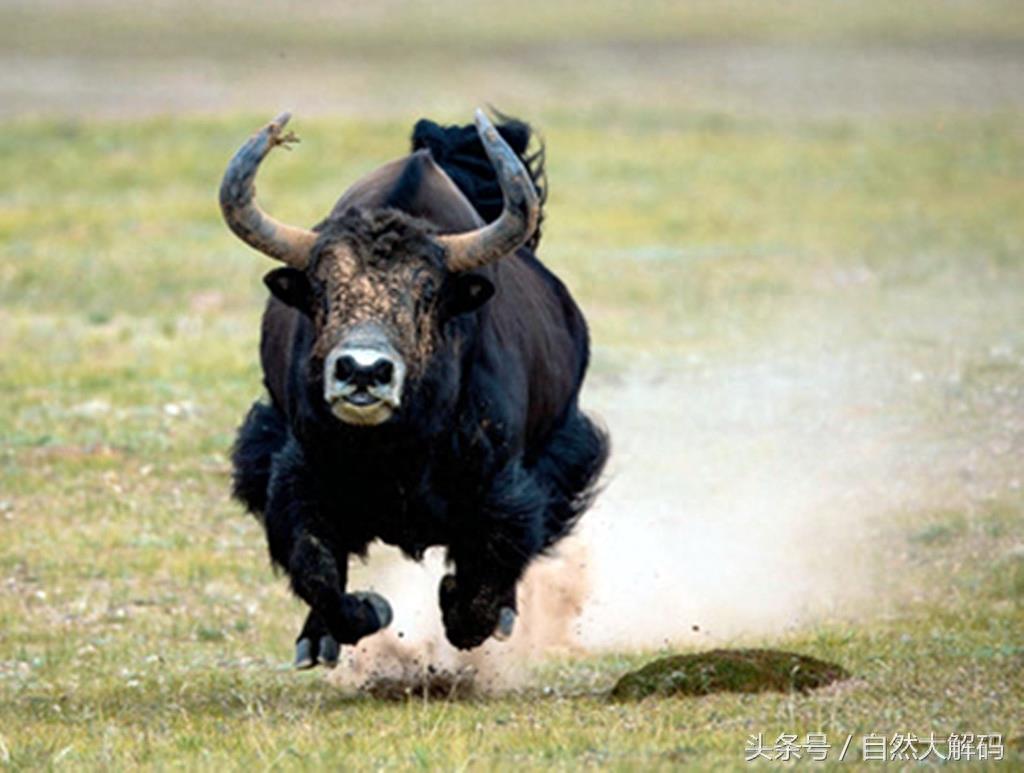 中国珍稀动物——野牦牛