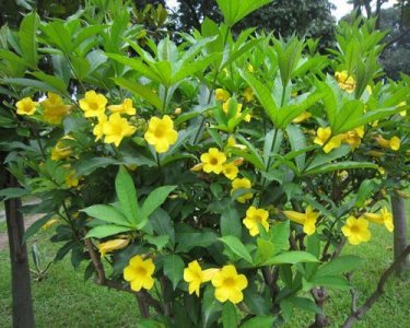 ​黄蝉：色彩艳丽的夹竹桃科植物，汁液有毒避免触碰