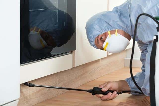 如何消灭家里虫子(家里有虫子怎么办能除根)