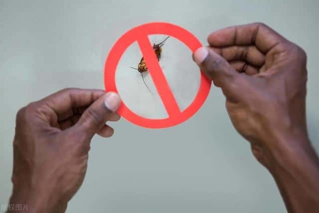 如何消灭家里虫子(家里有虫子怎么办能除根)