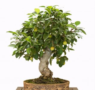 ​苹果也能种盆栽，注意这6点，新鲜果子挂枝丫