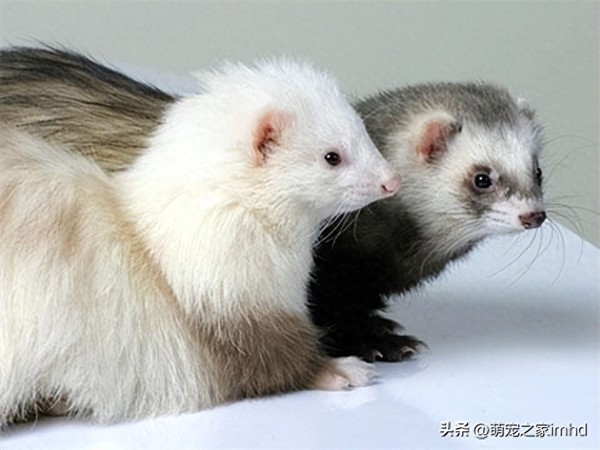 中国养雪貂犯法吗(宠物雪貂多少钱一只)