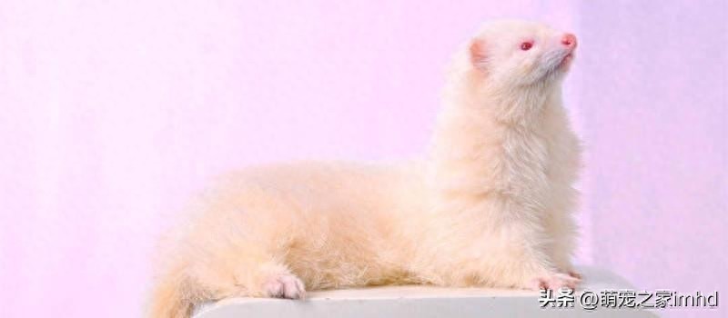 中国养雪貂犯法吗(宠物雪貂多少钱一只)