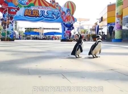 陈坤的儿子是亲生的吗? 陈坤的妻子是谁