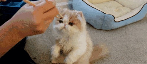 正常人总胆固醇标准是多少（一张胆固醇含量表）(6)