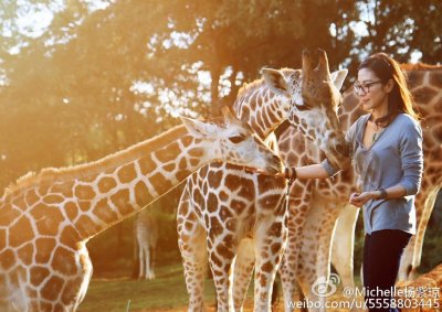 ​杨紫琼老公法拉利老板托德身价多少