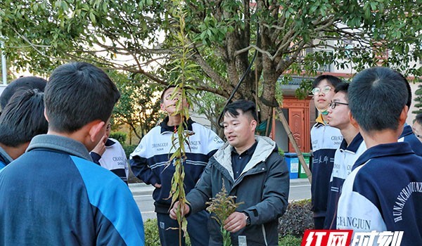 学校霸王花当场铲除(长沙学校现加拿大一枝黄花)
