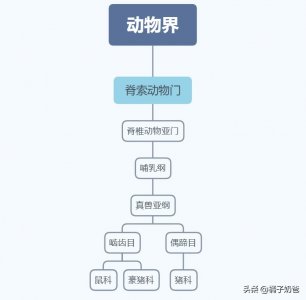 ​养殖｜豪猪不是猪，好养价更高，浅谈豪猪养殖技术和经济发展前景