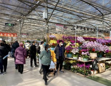 ​过春节，陈寨花卉市场成市民消闲好去处
