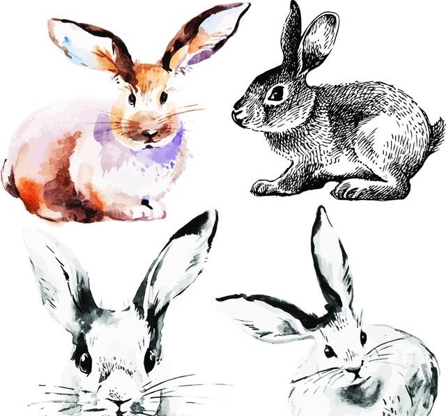 关于兔字的成语盘点（带有兔的成语有哪些）