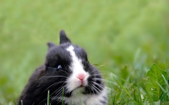 关于兔字的成语盘点（带有兔的成语有哪些）