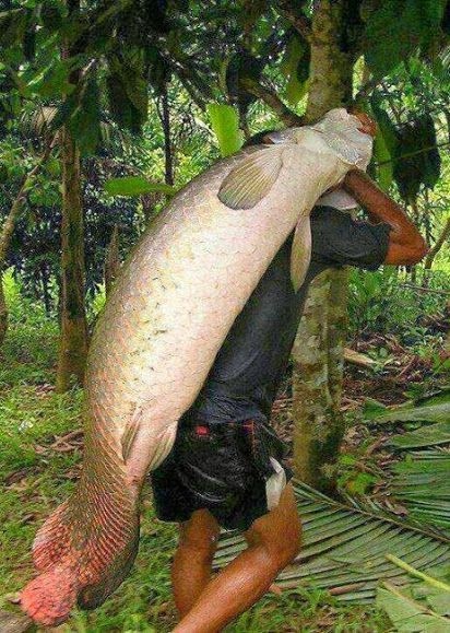 巨骨舌鱼-大型淡水鱼类