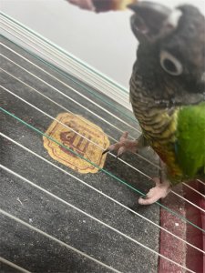 ​养鹦鹉入门新手指南及教鹦鹉说话全攻略