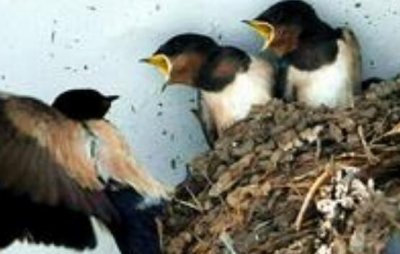 民间奇俗:为什么家里的燕巢不要捅掉