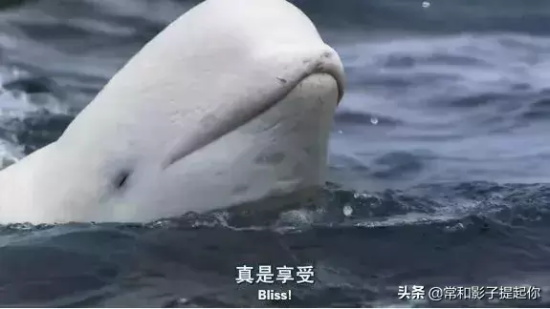 高评分的纪录片有哪些(6部接近满分的纪录片推荐)