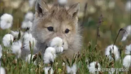 高评分的纪录片有哪些(6部接近满分的纪录片推荐)