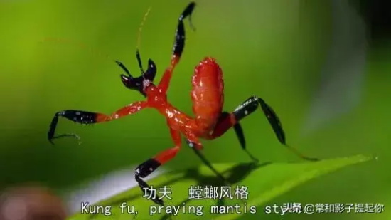 高评分的纪录片有哪些(6部接近满分的纪录片推荐)