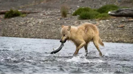 高评分的纪录片有哪些(6部接近满分的纪录片推荐)