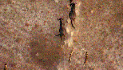 高评分的纪录片有哪些(6部接近满分的纪录片推荐)