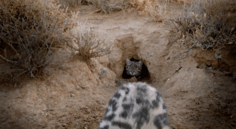 高评分的纪录片有哪些(6部接近满分的纪录片推荐)
