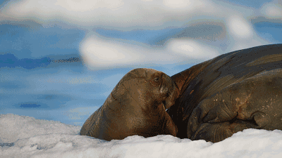 高评分的纪录片有哪些(6部接近满分的纪录片推荐)