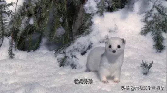 高评分的纪录片有哪些(6部接近满分的纪录片推荐)