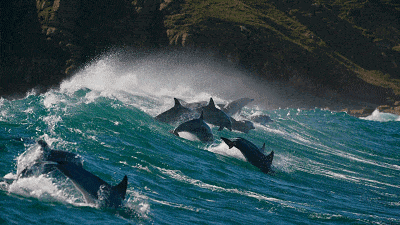 高评分的纪录片有哪些(6部接近满分的纪录片推荐)