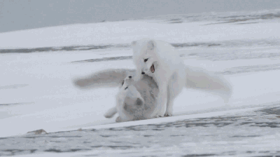 高评分的纪录片有哪些(6部接近满分的纪录片推荐)