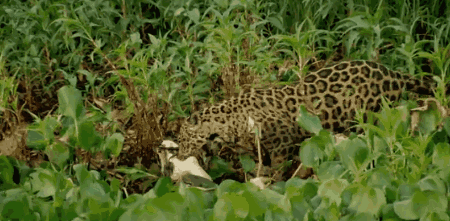 高评分的纪录片有哪些(6部接近满分的纪录片推荐)