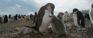 高评分的纪录片有哪些(6部接近满分的纪录片推荐)