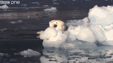 高评分的纪录片有哪些(6部接近满分的纪录片推荐)