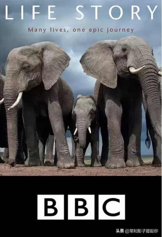 高评分的纪录片有哪些(6部接近满分的纪录片推荐)