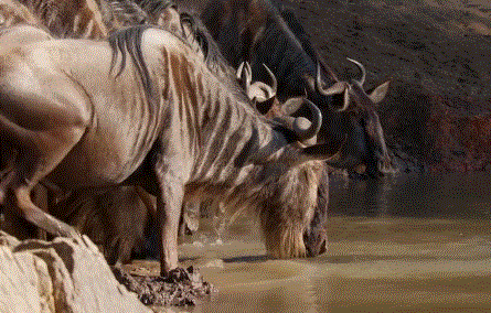 高评分的纪录片有哪些(6部接近满分的纪录片推荐)