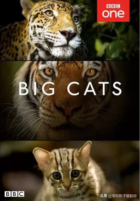 高评分的纪录片有哪些(6部接近满分的纪录片推荐)