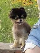 杨天真反对任何艺人公开恋情（杨天真否认签孙一宁）(36)