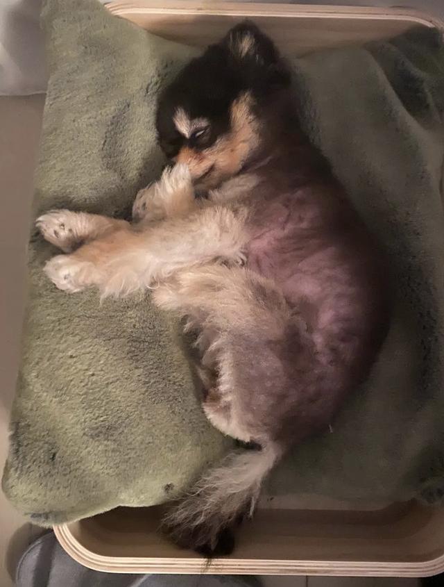 杨天真反对任何艺人公开恋情（杨天真否认签孙一宁）(37)