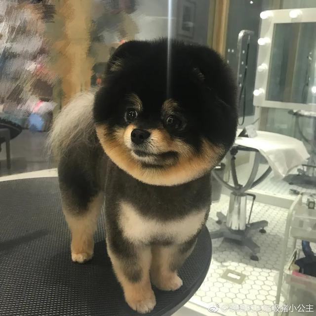 杨天真反对任何艺人公开恋情（杨天真否认签孙一宁）(35)