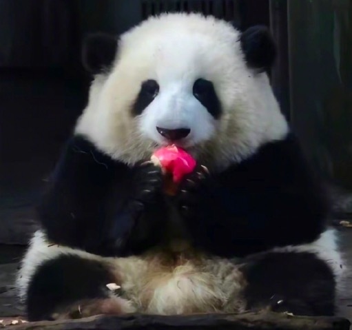 注意,别跑空!花花和弟弟要放假了 户外安装防抛网施工三天