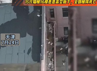 ​太残忍！15只猫从16楼恶意高空抛下，全部被摔死亡！