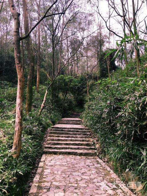 1、大朗国家森林公园