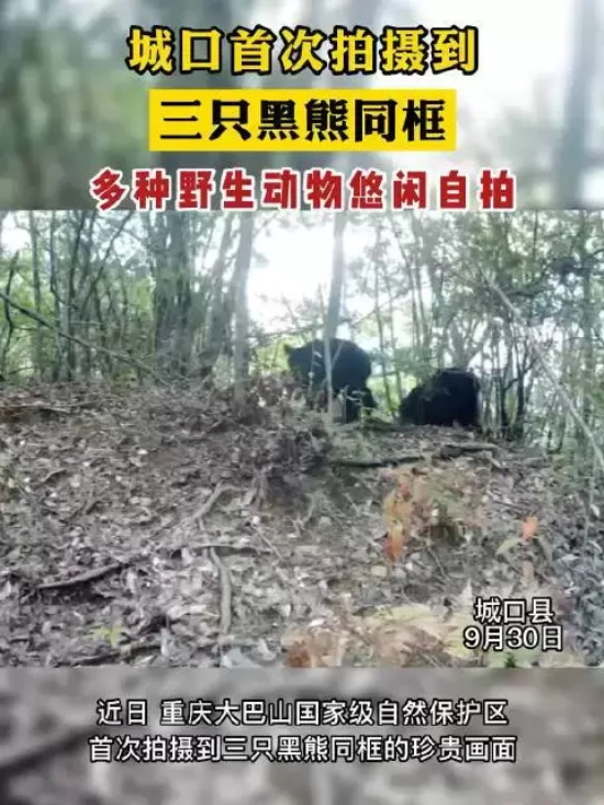 重庆首次拍摄到亚洲黑熊一家三口的珍贵画面,面对镜头还“打了招呼”