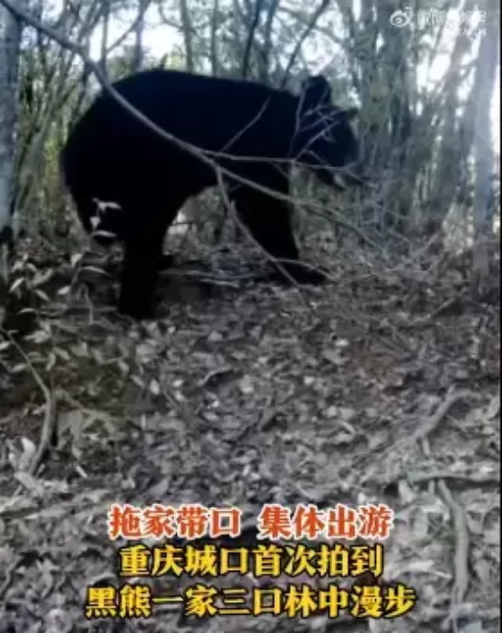 重庆首次拍摄到亚洲黑熊一家三口的珍贵画面,面对镜头还“打了招呼”