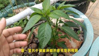 ​分享辣椒的全套种植方法，想吃辣椒不用买，好玩产量高！