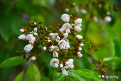 关于相思的诗词100句!玲珑骰子安红豆,入骨相思知不知