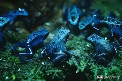 ​十大致命毒物之一—箭毒蛙